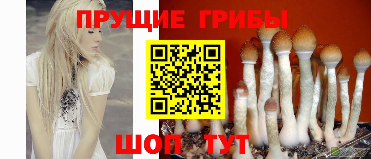 магазин    Псилоцибиновые грибы мухоморы  Вход с VPN  Назрань  Галлюциногенные грибы мухоморы 
